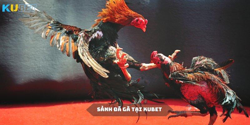 Đá gà mang đến những trải nghiệm kịch tính khác biệt tại Kubet